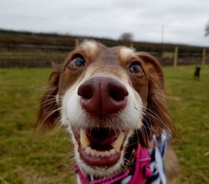 Close-up portrait of dog on field