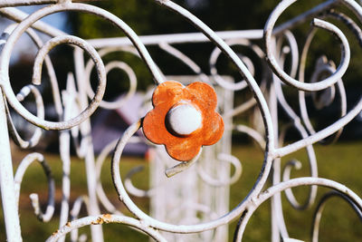 Close-up of orange apple on metal fence