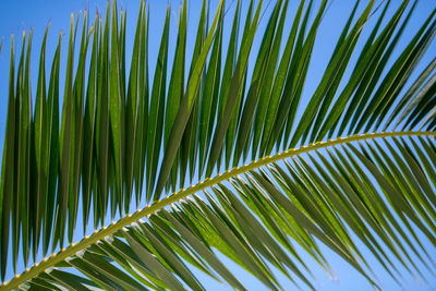 Close-up of palm leaves