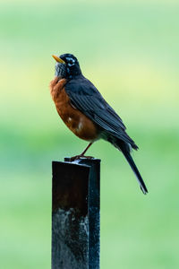 Robin on a post