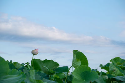 Lotus water lily amidst leaves against sky
