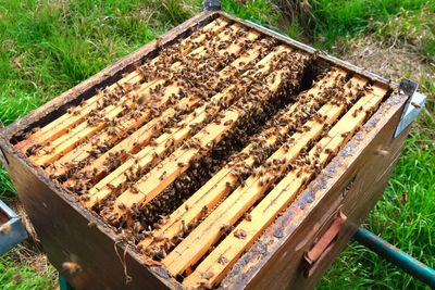 High angle view of bee on the ground