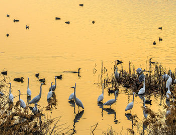 Birds in lake