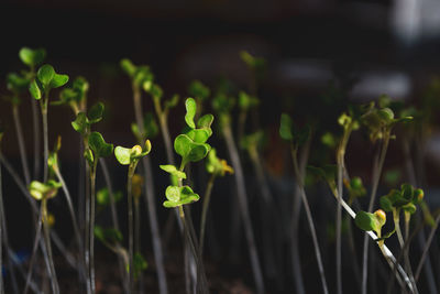 Sprouted young seedlings of cabbage. green shoots and leaves stretch upwards against 