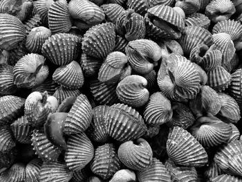 Full frame shot of cockle shells at market