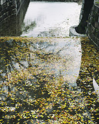 Trees in pond