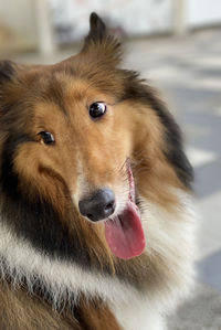 Close-up portrait of a dog