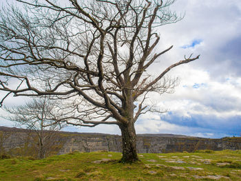 Bare tree on field against sky