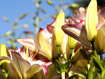 Close-up of yellow flowers