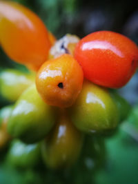 Close-up of tomatoes