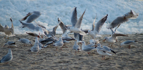 Seagulls flying over water