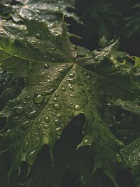 Close-up of raindrops on leaves