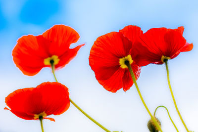 Close-up of red hibiscus blooming against sky