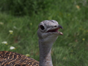 Close-up portrait of bird against blurred background