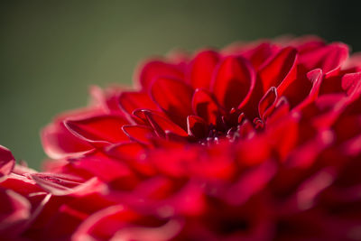 Close-up of red flowers