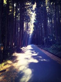 Road passing through forest