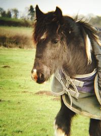 Close-up of horse on grassy field