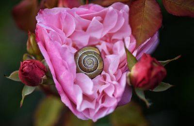 Close-up of snail on pink flower in zen ambiance and atmosphere 