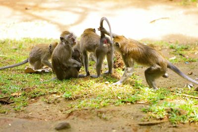 Monkeys on field