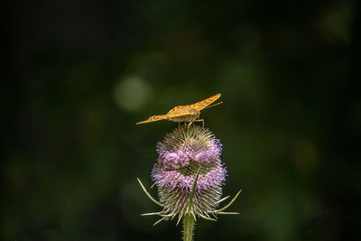 Close-up of butterfly on purple flowering plant