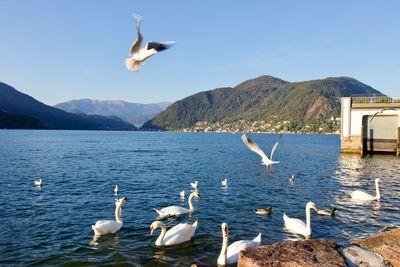 Seagulls flying over lake against mountain range