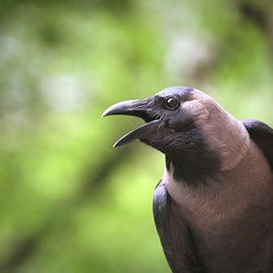 Close-up of bird perching outdoors