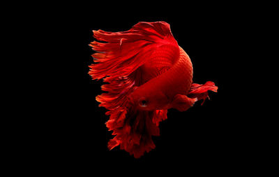 Close-up of red flower against black background