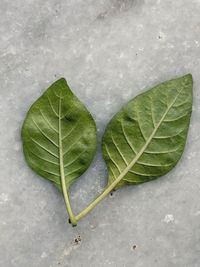 High angle view of wet leaves