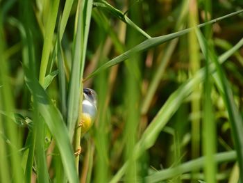 Close-up of a bird on grass