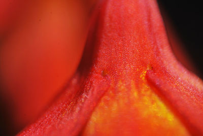 Extreme close up of red flower
