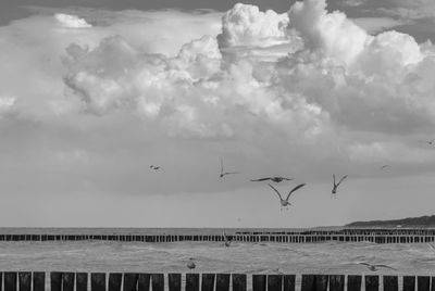Seagulls flying in the sky