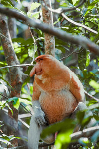 Monkey sitting on tree