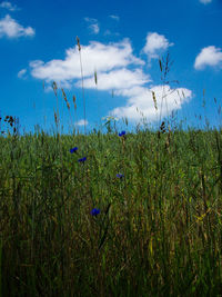 Plants growing on field against blue sky