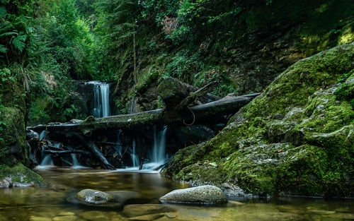 Stream flowing through rocks in forest
