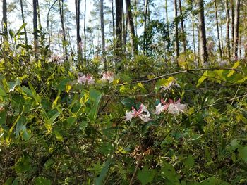 High angle view of flowering plants in forest