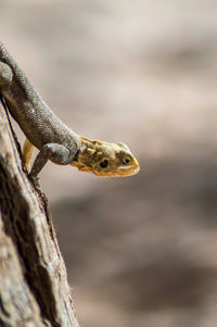 Close-up of lizard