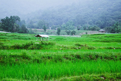 Scenic view of agricultural field