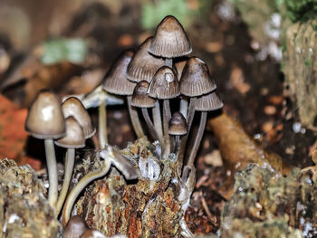 Close-up of mushrooms