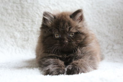 Portrait of british longhair kitten lying on bed at home