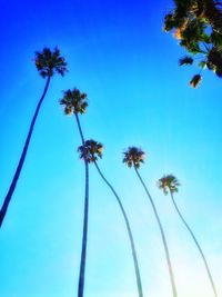 Low angle view of palm trees against blue sky