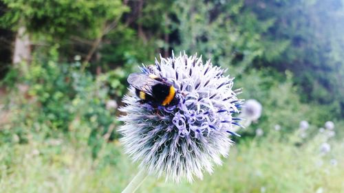 Close-up of bee on flower