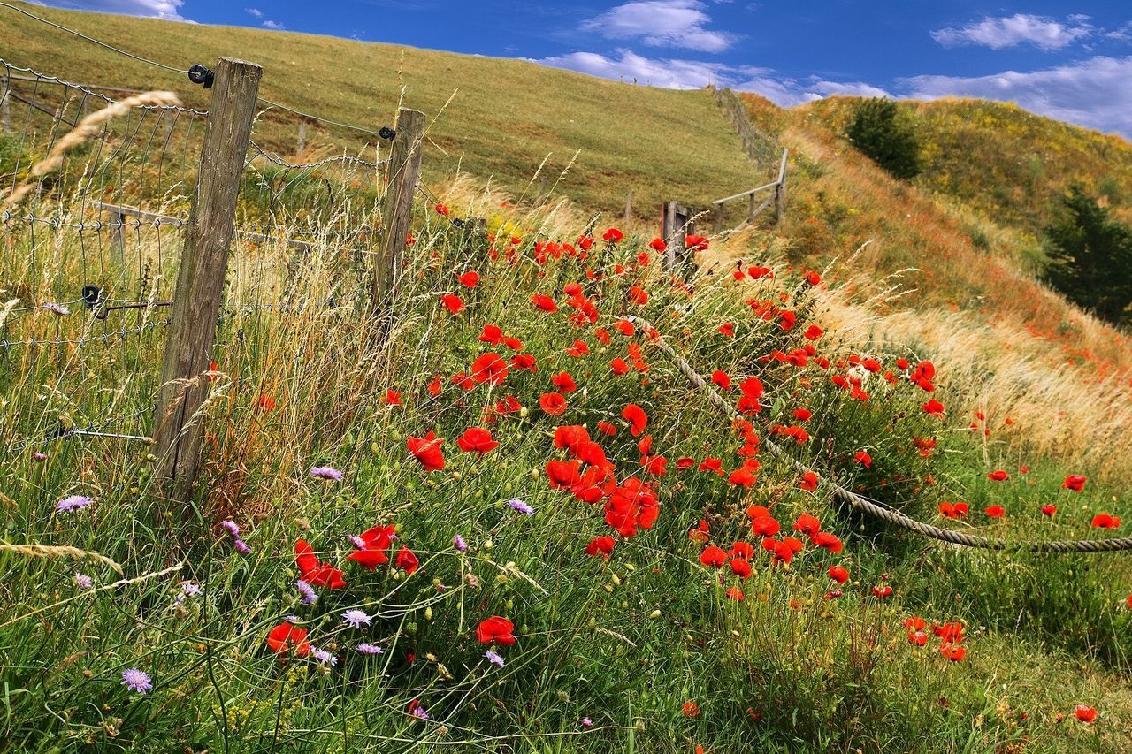 flower, growth, beauty in nature, plant, freshness, red, nature, landscape, field, mountain, tranquility, tranquil scene, grass, sky, scenics, fragility, blooming, poppy, green color, day