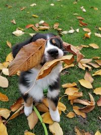 High angle view of dog on field