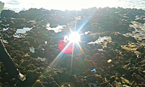 Scenic view of tree against bright sun