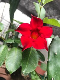 Close-up of red flower blooming outdoors