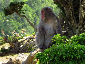 Monkey sitting on tree