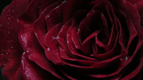 Full frame shot of wet red rose blooming outdoors