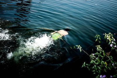 High angle view of horse in sea