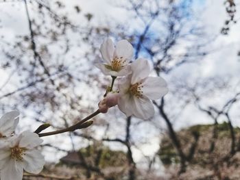 Close-up of white cherry blossom tree