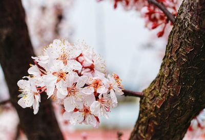 Close-up of cherry blossom tree